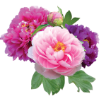 bouquet pivoine